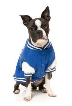 The Letterman Jacket - Blue