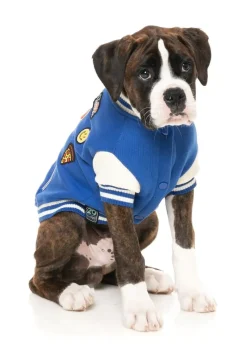 The Letterman Jacket - Blue