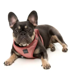 Thornbury - Brick Red - Dog Step In Harness