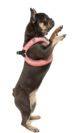 Thornbury - Brick Red - Dog Step In Harness