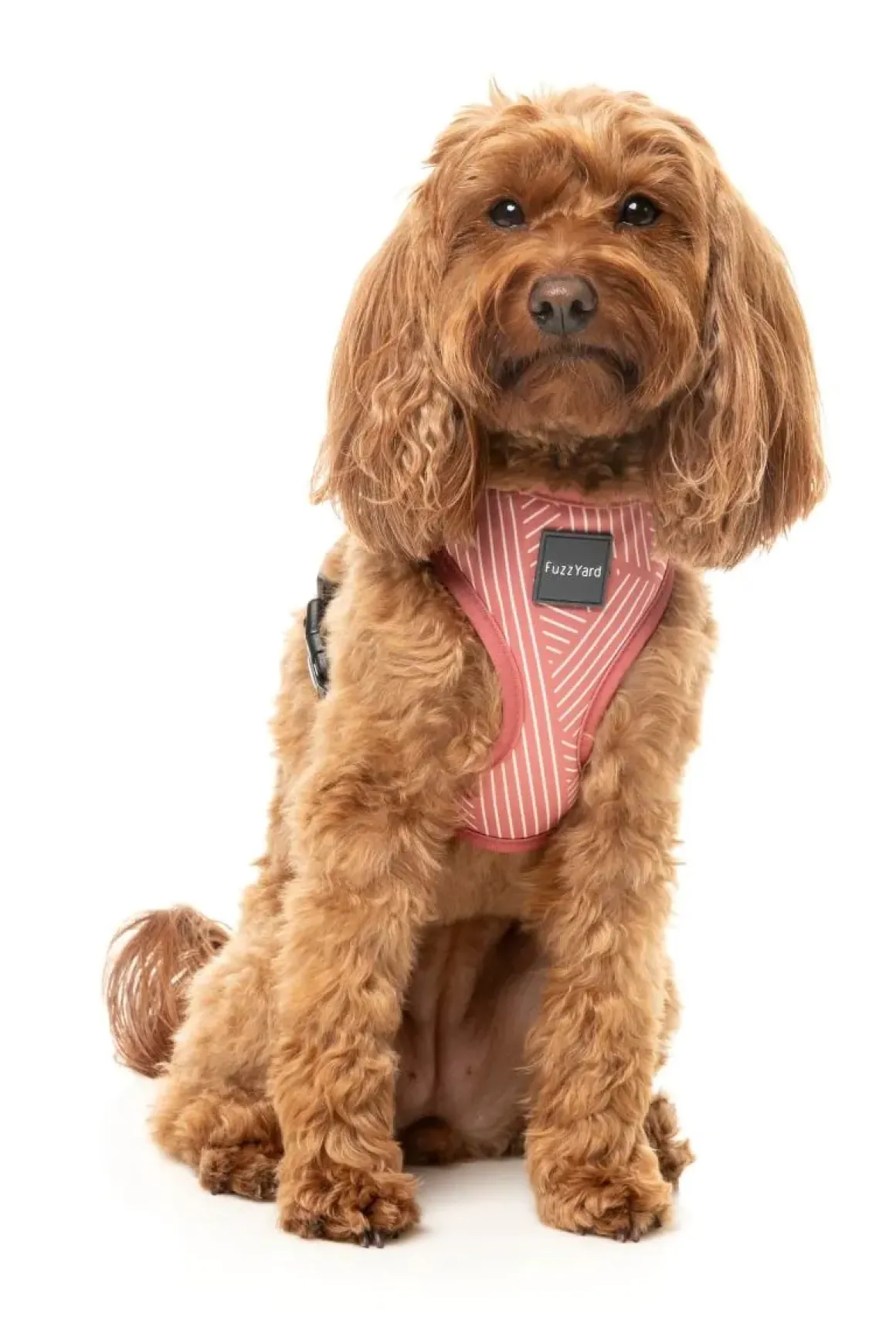 Thornbury - Brick Red - Dog Harness