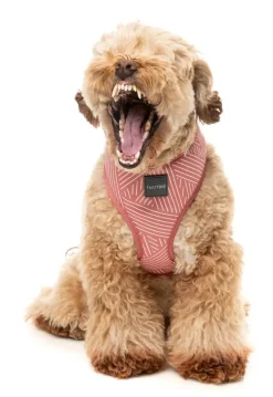 Thornbury - Brick Red - Dog Harness