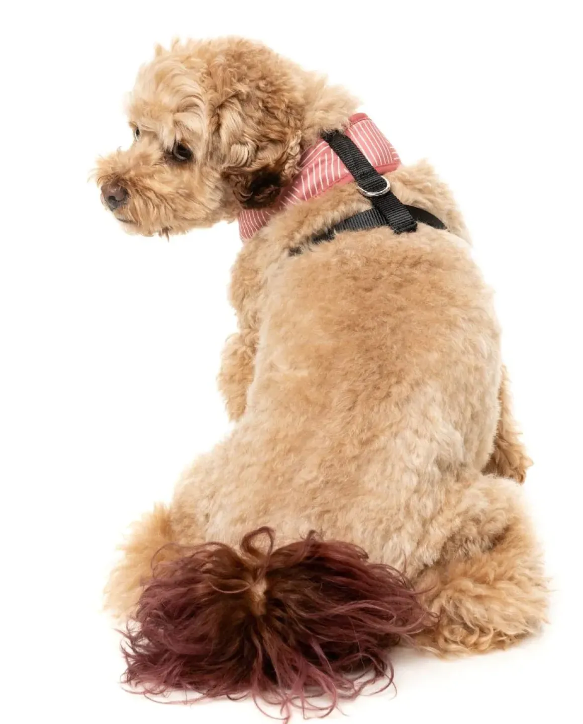 Thornbury - Brick Red - Dog Harness