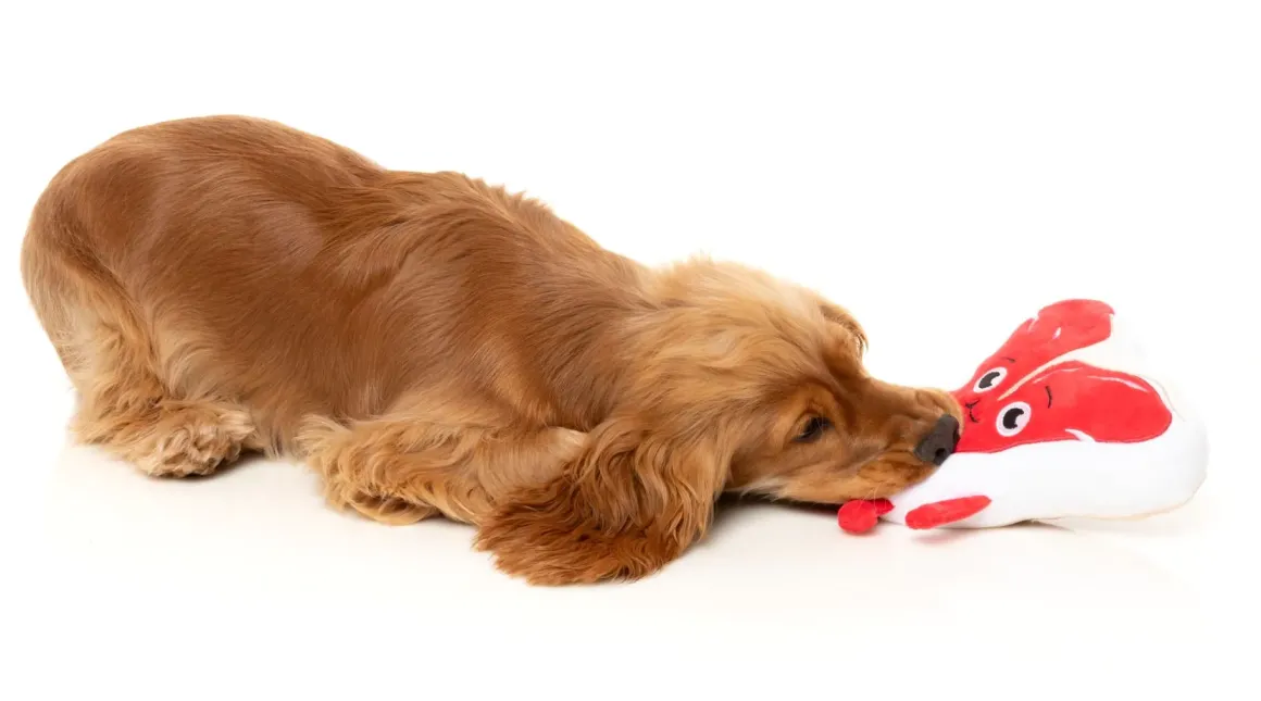 Tim Tee-Bowne - Dog Toy