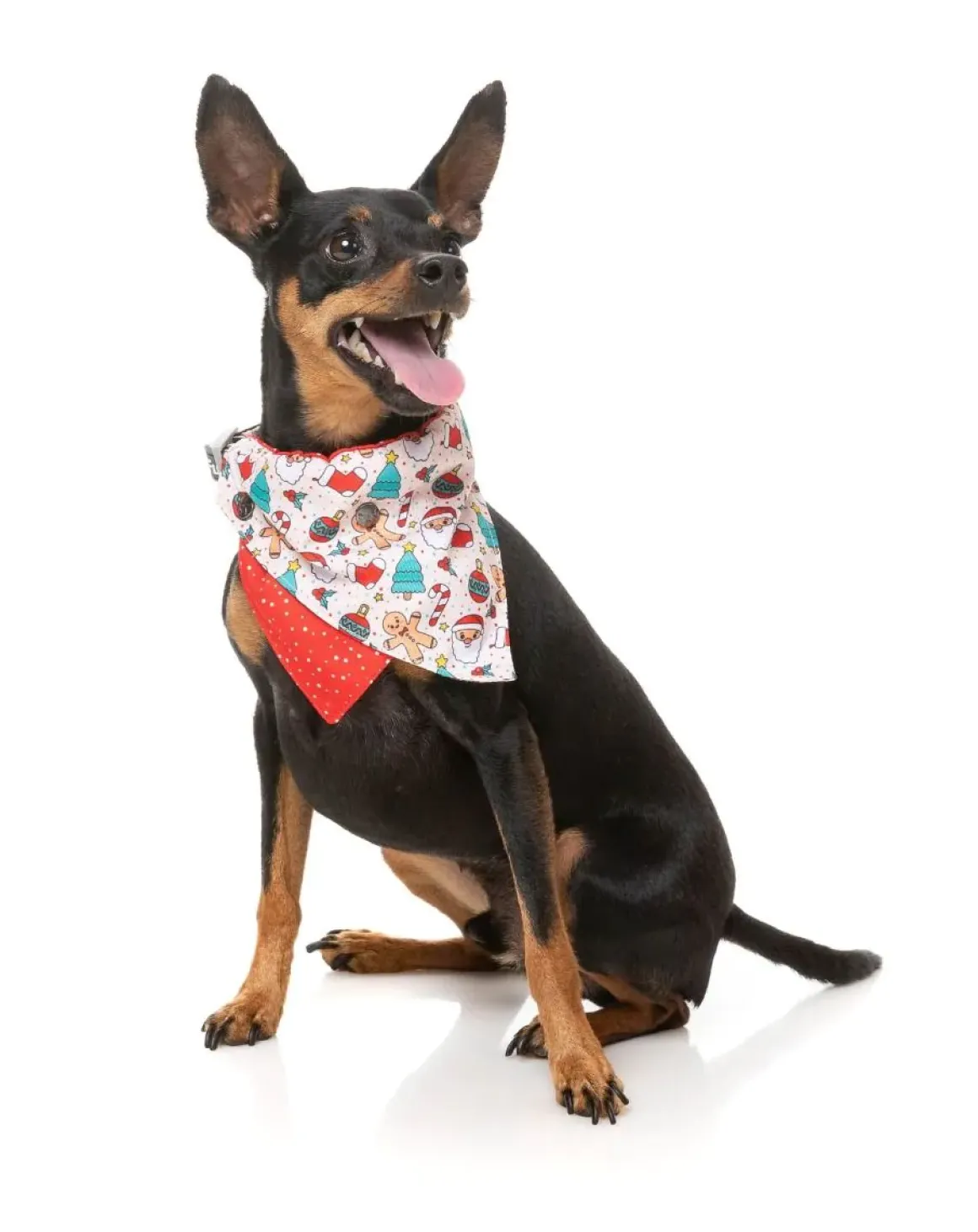 Tinsel Time - Dog 2 Pack