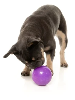 Truth Tellin' Treat Ball - Interactive Chew Toy