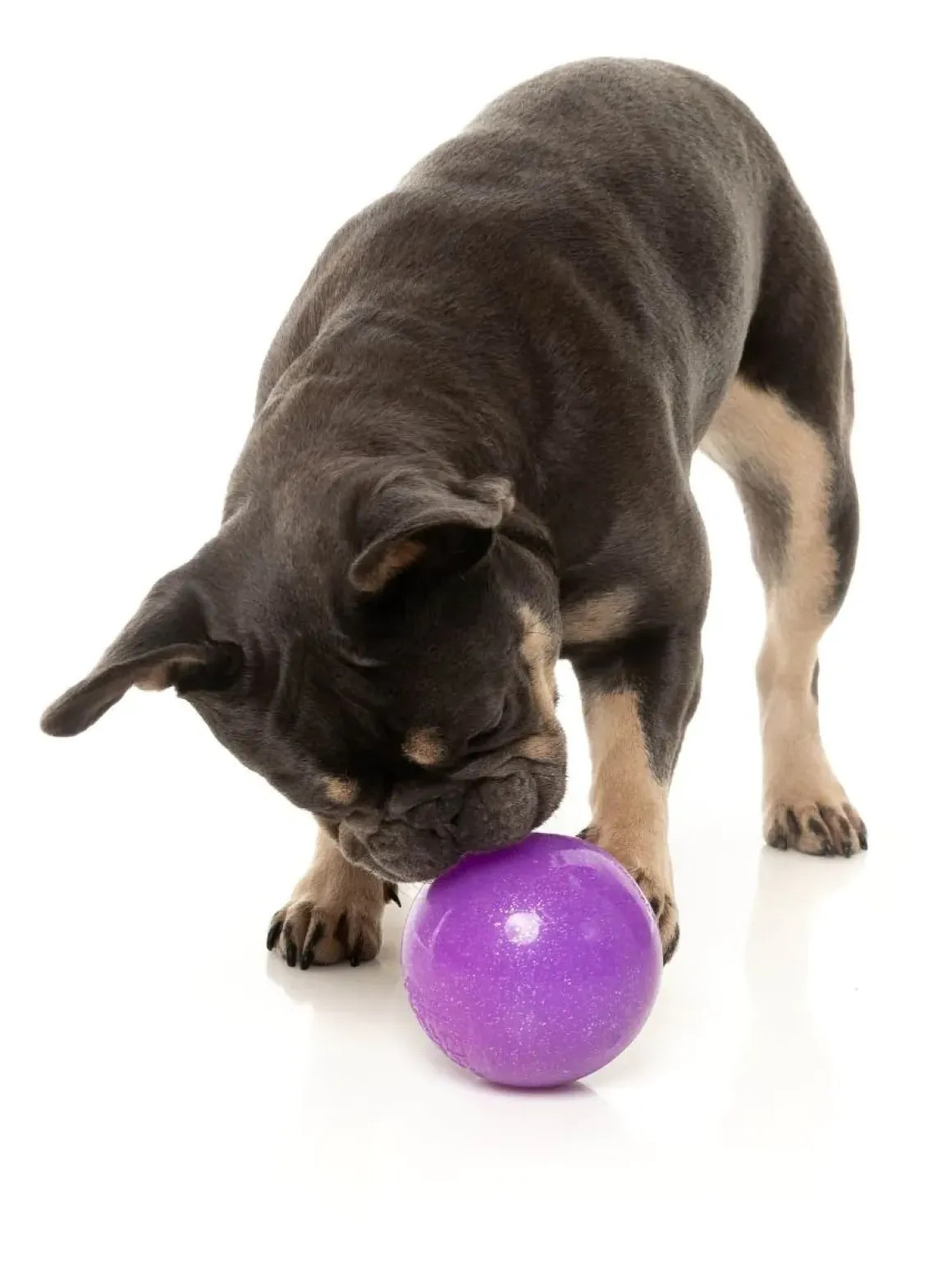 Truth Tellin' Treat Ball - Interactive Chew Toy