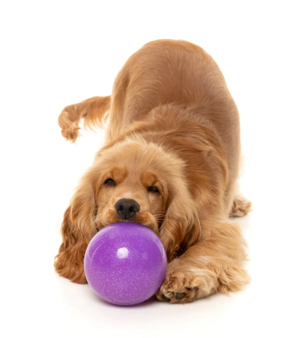 Truth Tellin' Treat Ball - Interactive Chew Toy