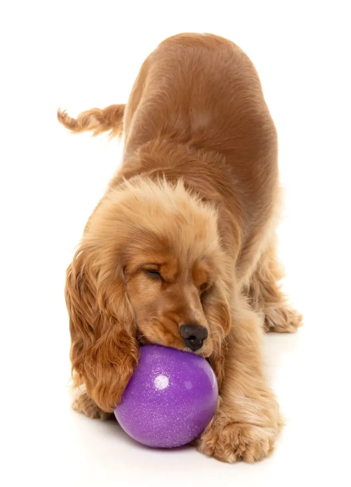 Truth Tellin' Treat Ball - Interactive Chew Toy