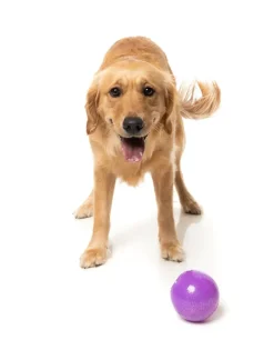 Truth Tellin' Treat Ball - Interactive Chew Toy