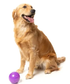 Truth Tellin' Treat Ball - Interactive Chew Toy