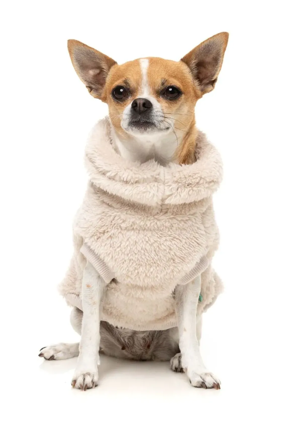 Turtle Teddy 25 Sweater - Beige