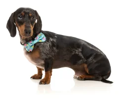 Wakey Wakey - Bowtie