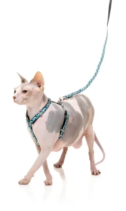 Wild One Aqua - Cat Walking Set