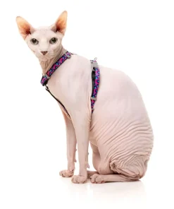 Wild One Bubblegum - Cat Walking Set