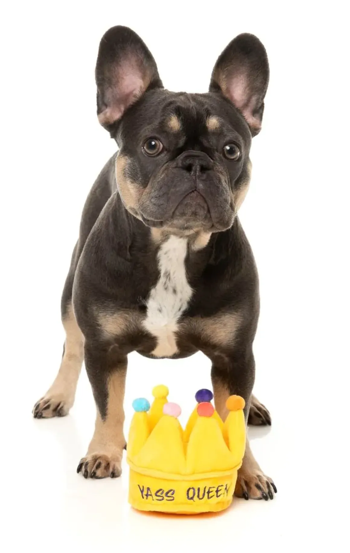 Yass Queen Crown - Dog Toy