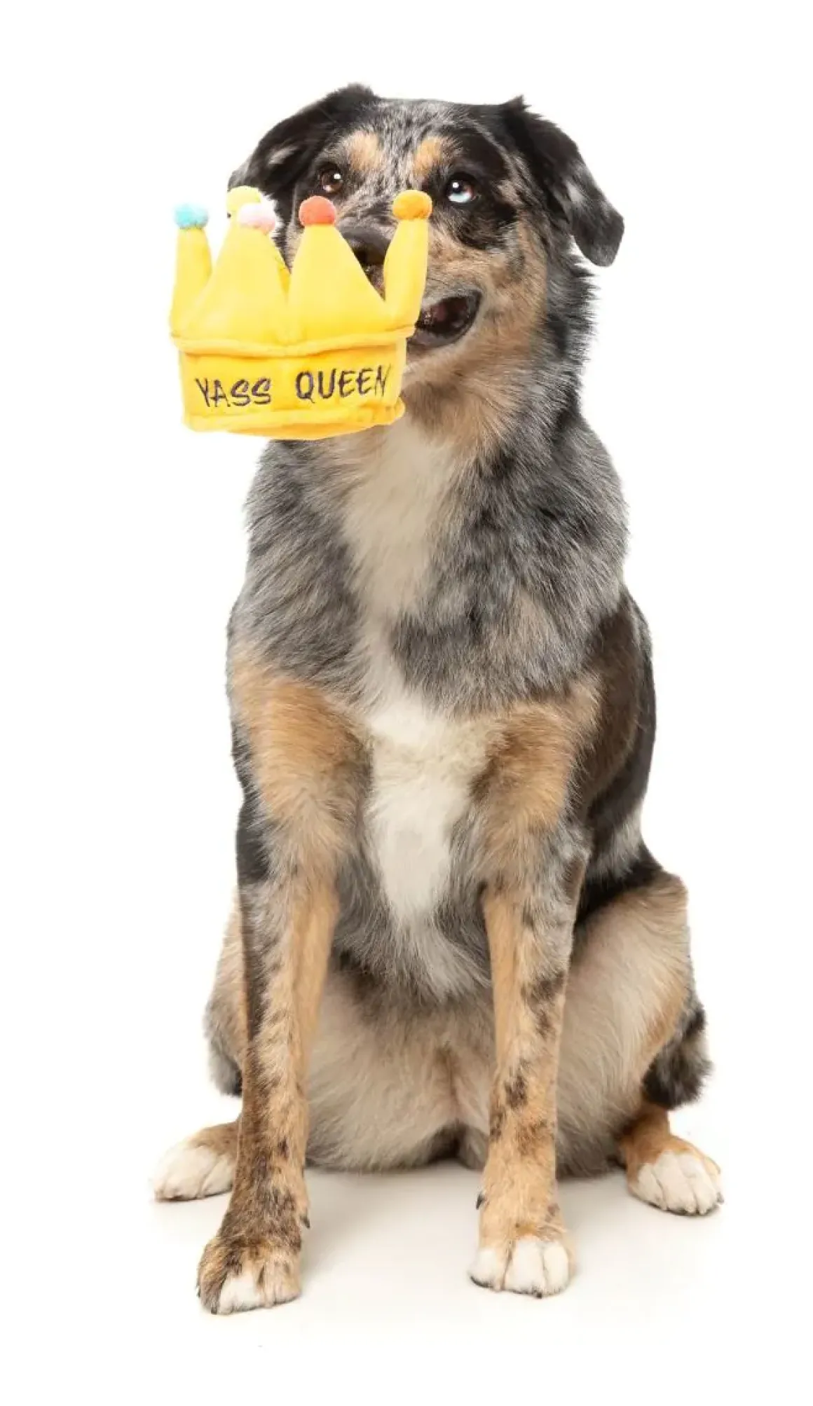 Yass Queen Crown - Dog Toy