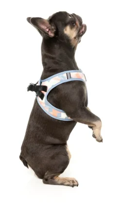 Yazd - Dog Step In Harness