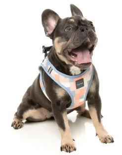 Yazd - Dog Step In Harness