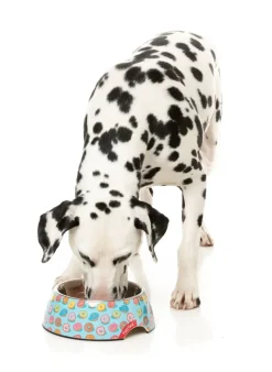 You Drive Me Glazy - Easy Feeder Bowl