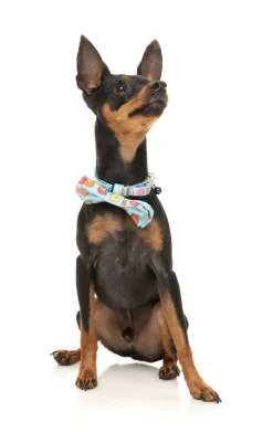 You Drive Me Glazy Bowtie