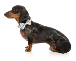 You Drive Me Glazy Bowtie